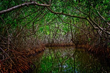 Cartagena 'nın Mangrove Bataklığı, Kolombiya' dan bir manzara