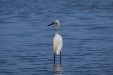 Cartagena 'nın Mangrove bataklığından bir balıkçıl, Kolombiya