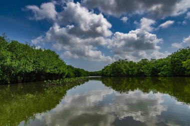 Cartagena de Indias, Kolombiya 'nın Mangrove bataklığı