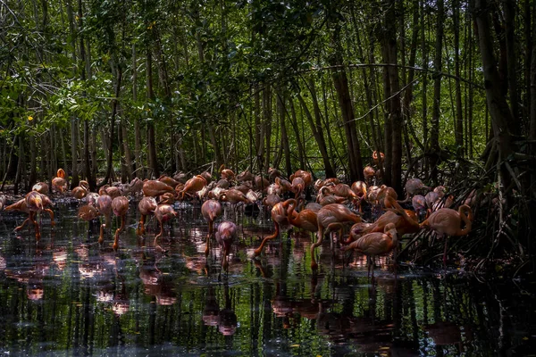 Vacker Fångst Flamingos Baru Island Cartagena Colombia — Stockfoto