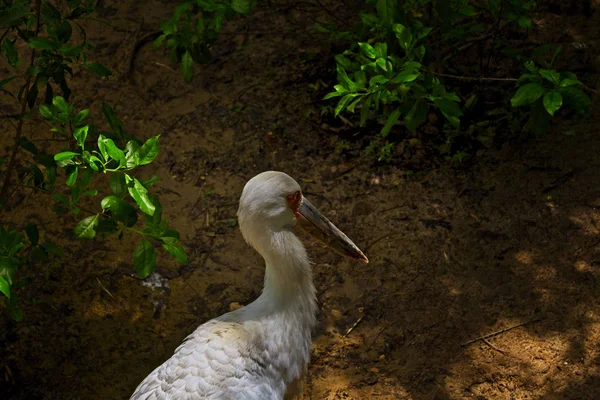 Ciconia Maguari Île Baru Cartagena Colombie — Photo