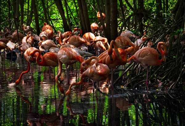 Flamingor Från Bar Island — Stockfoto