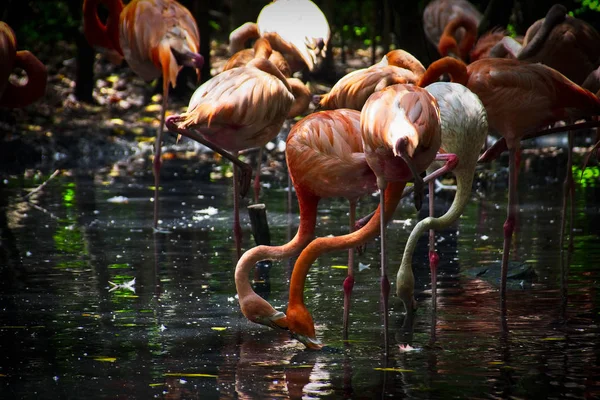 Flamingor Från Bar Island — Stockfoto