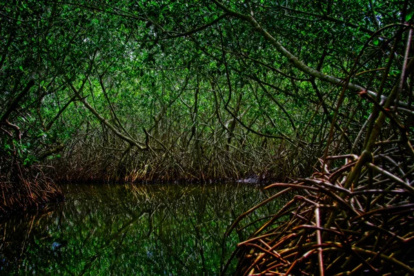 Pohled Bažiny Mangrove Kolumbii — Stock fotografie