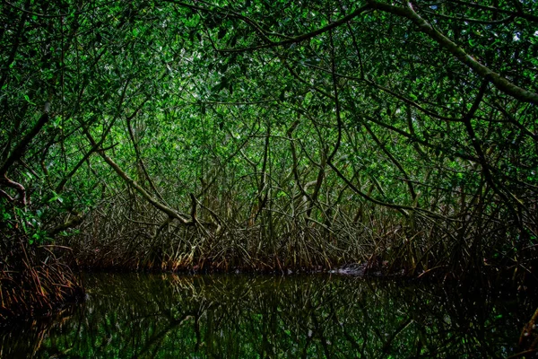 来自哥伦比亚卡塔赫纳红树林沼泽的观点 — 图库照片