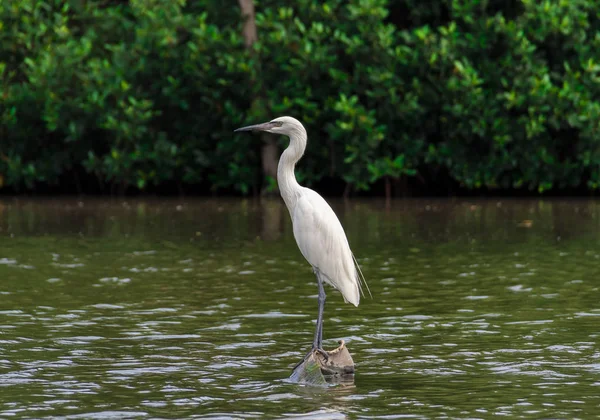 Cartagena 'nın Mangrove bataklığından bir balıkçıl, Kolombiya