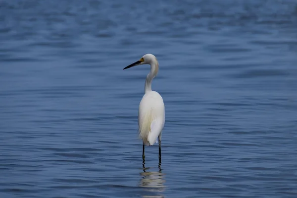 Cartagena 'nın Mangrove bataklığından bir balıkçıl, Kolombiya