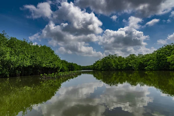 Cartagena de Indias, Kolombiya 'nın Mangrove bataklığı