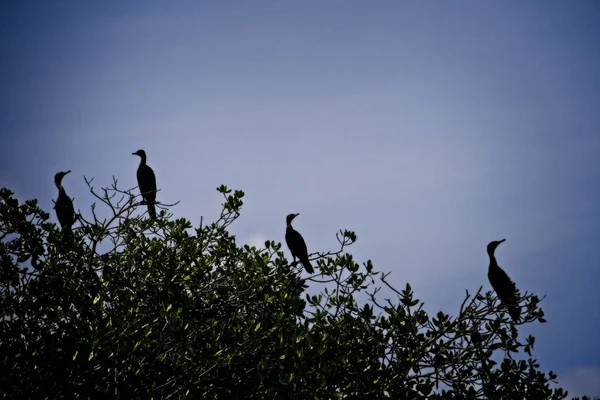 Vogels Silhouet Bij Zonsondergang — Stockfoto