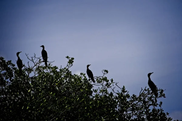 Silhouette Oiseaux Coucher Soleil — Photo