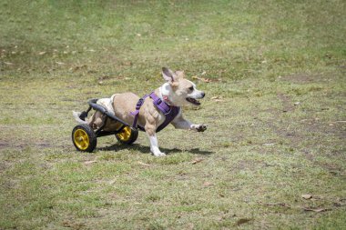 Parkta oynayan protez bacaklı engelli köpek