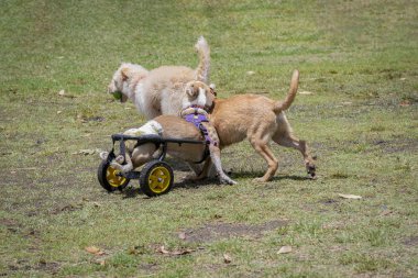 Parkta oynayan protez bacaklı engelli köpek