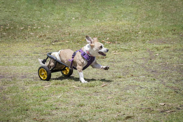 Parkta oynayan protez bacaklı engelli köpek