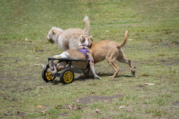 Parkta Oynayan Protez Bacaklı Engelli Köpek — Stok fotoğraf