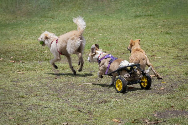 Disabled dog with prosthetic legs playing in the park