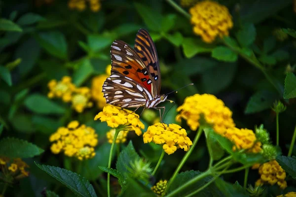A beautiful butterfly and flowers background