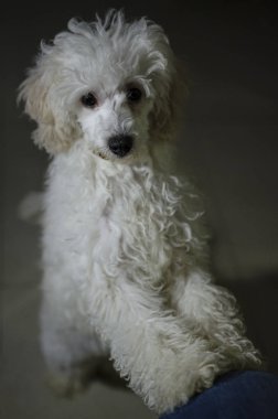 Dikkat çeken bir kaniş yavrusu