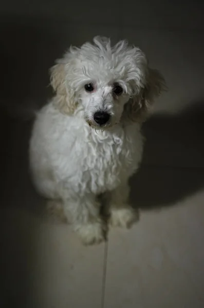 注意を主張するプードルの子犬 — ストック写真
