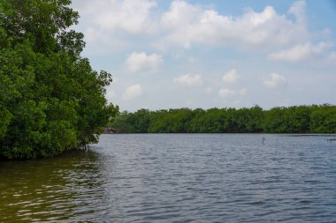 CMangrove bataklığı Cartagena de Indias, Kolombiya, Kolombiya
