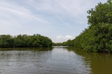 CMangrove bataklığı Cartagena de Indias, Kolombiya, Kolombiya