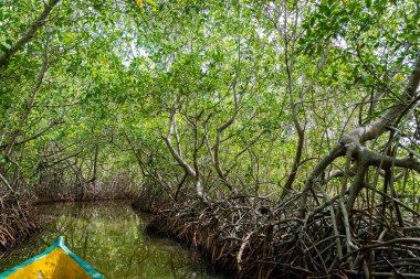 Cartagena 'nın Mangrove Bataklığı, Kolombiya' dan bir manzara