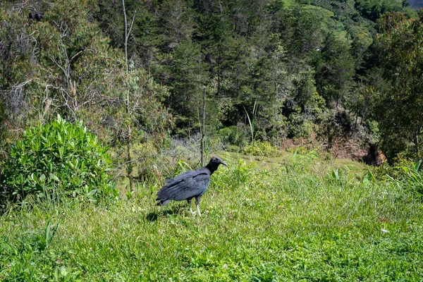 Coragyps Atratus Black Vulture Guatape Colombia — стокове фото