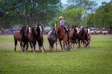 San Antonio de Areco, Buenos Aires Eyaleti, Arjantin - 11 / 10 / 2019: 80. Ulusal Gelenek Festivali 'nde atlarını gösteren bir atlı