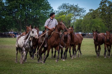San Antonio de Areco, Buenos Aires Eyaleti, Arjantin - 11 / 10 / 2019: 80. Ulusal Gelenek Festivali 'nde atlarını gösteren bir atlı