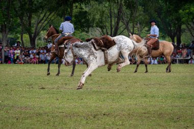 San Antonio de Areco, Buenos Aires Eyaleti, Arjantin - 11 / 10 / 2019: 80. Ulusal Gelenek Festivali 'nde yetişen at