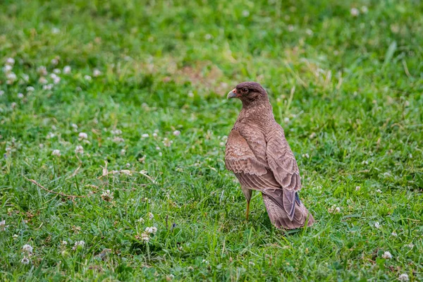 Ett Vackert Falkporträtt San Antonio Areco Buenos Aires Provinsen Argentina — Stockfoto