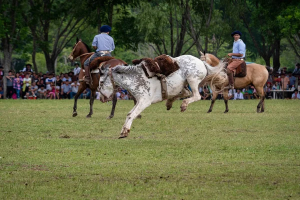 San Antonio Areco Buenos Aires Province Argentina 2019 Rearing Horse — Stock Photo, Image