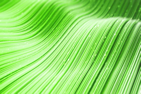 Abstrakta Vågor Ljusgrön Ytan Bakgrund Begreppet Konst Kreativitet Och Fantasi — Stockfoto