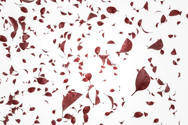 Red leaves flying in the wind over white background. Artistic and creative lifestyle concept. 3d rendering