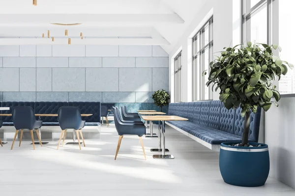 Beyaz Mavi Duvarlı Modern Kafeteryanın Içi Ahşap Zemin Mavi Sandalyeli — Stok fotoğraf