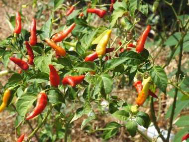 Bahçede kırmızı biber, Sukoharjo Endonezya