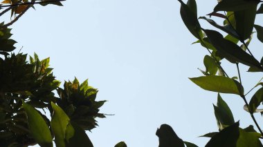 ağaçlar arasında mavi gökyüzü