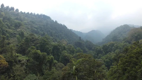 The trees at the village sukabumi indonesia