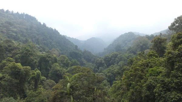 Деревья Деревне Sukabumi Indonesia — стоковое фото