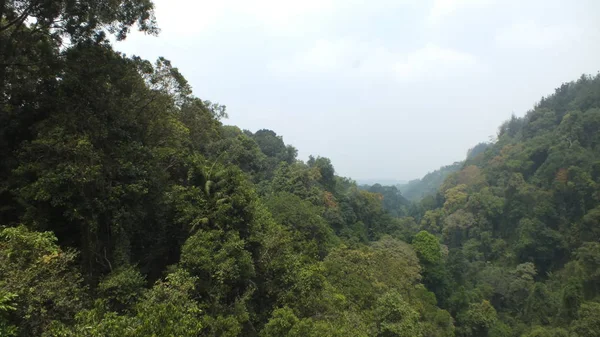 The trees at the village sukabumi indonesia