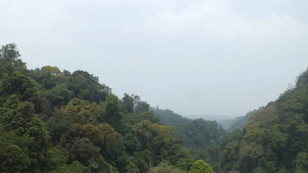 The trees at the village sukabumi indonesia