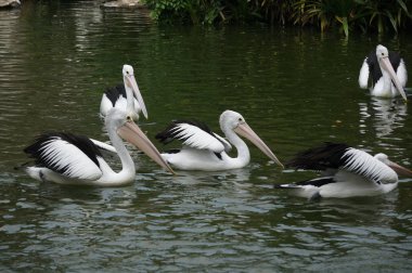 Pelecanus, gagasının altında kesesi olan bir su kuşu.