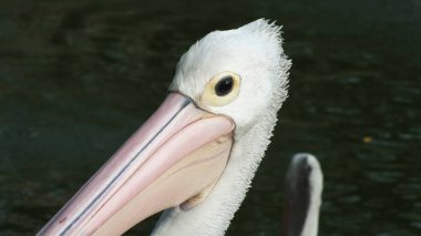 Pelecanus, gagasının altında kesesi olan bir su kuşu.