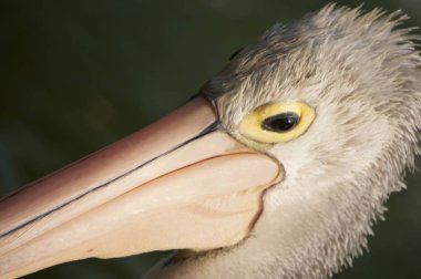 Pelecanus, gagasının altında kesesi olan bir su kuşu.