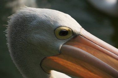 Pelecanus, gagasının altında kesesi olan bir su kuşu.