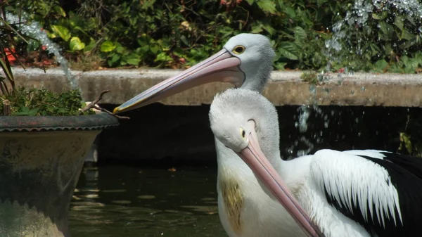 Pelecanus Oiseau Eau Qui Sac Sous Son Bec — Photo