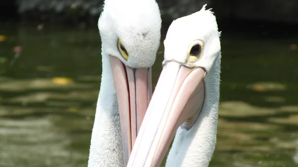 Pelecanus Vattenfågel Som Har Säck Näbben — Stockfoto