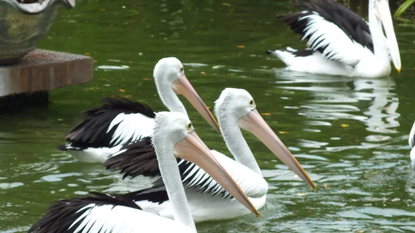 Pelecanus Oiseau Eau Qui Sac Sous Son Bec — Photo