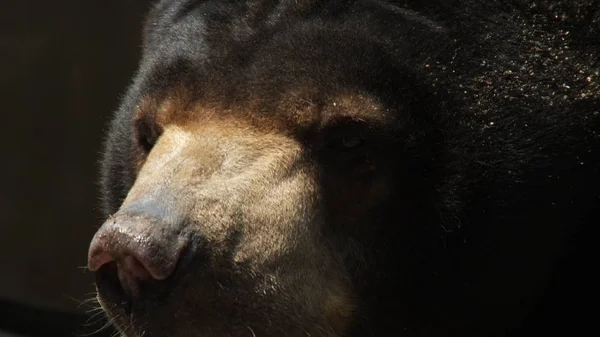 Helarctos Malayanus Rodzina Ursidae Jest Najmniejszym Ośmiu Gatunków Niedźwiedzi Świecie — Zdjęcie stockowe
