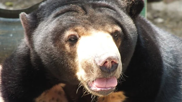 Helarctos Malayanus Een Beer Uit Familie Ursidae Beren Indonesië — Stockfoto