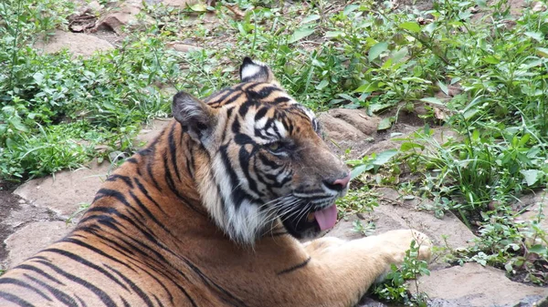 Panthera Tigris Sumatrae Тигр Який Природним Середовищем Проживання Острові Суматра — стокове фото